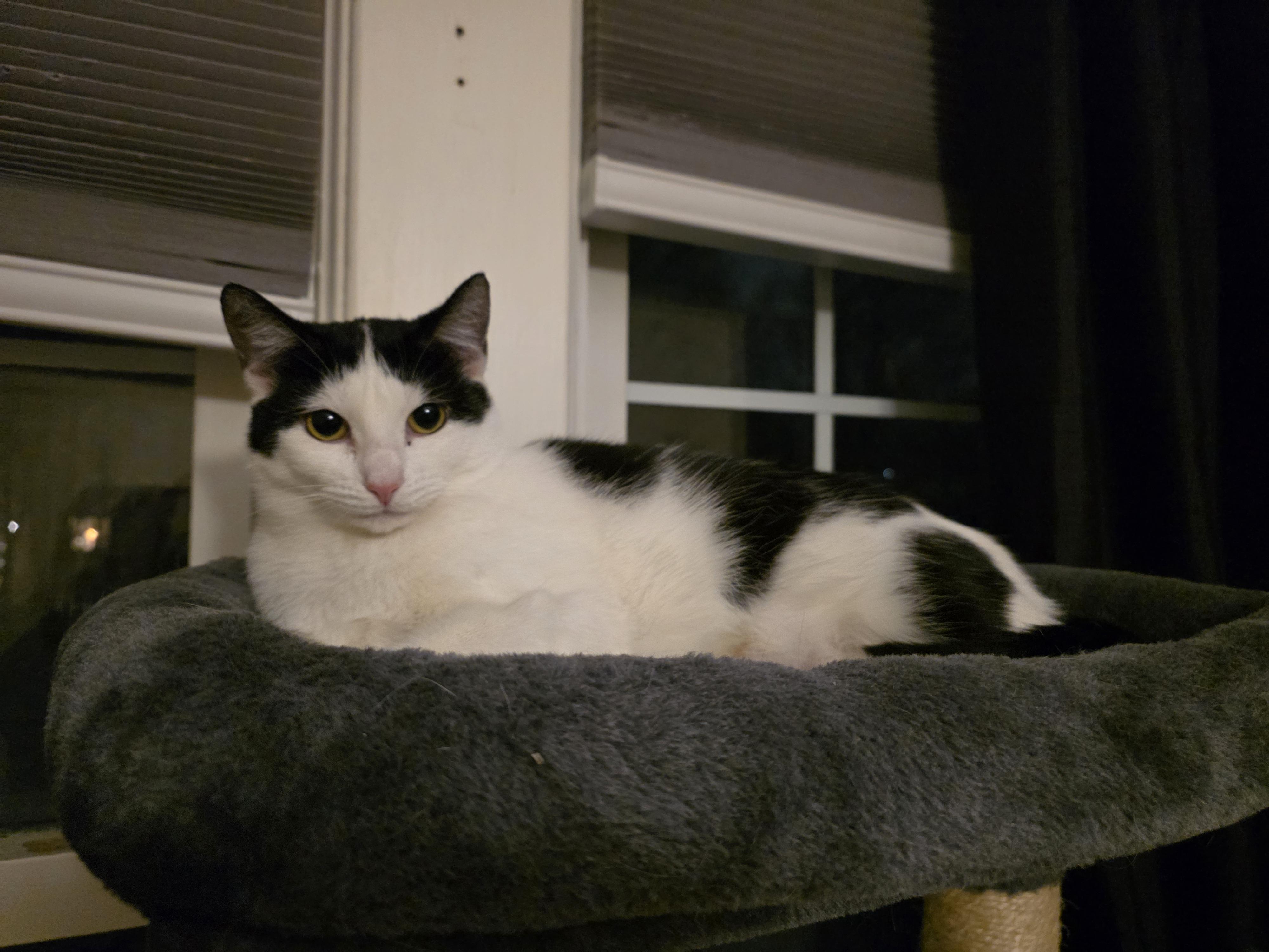 Enlarge Thor and Hela, a ADOPTABLE mixed breed in Latham, NY image 6/6