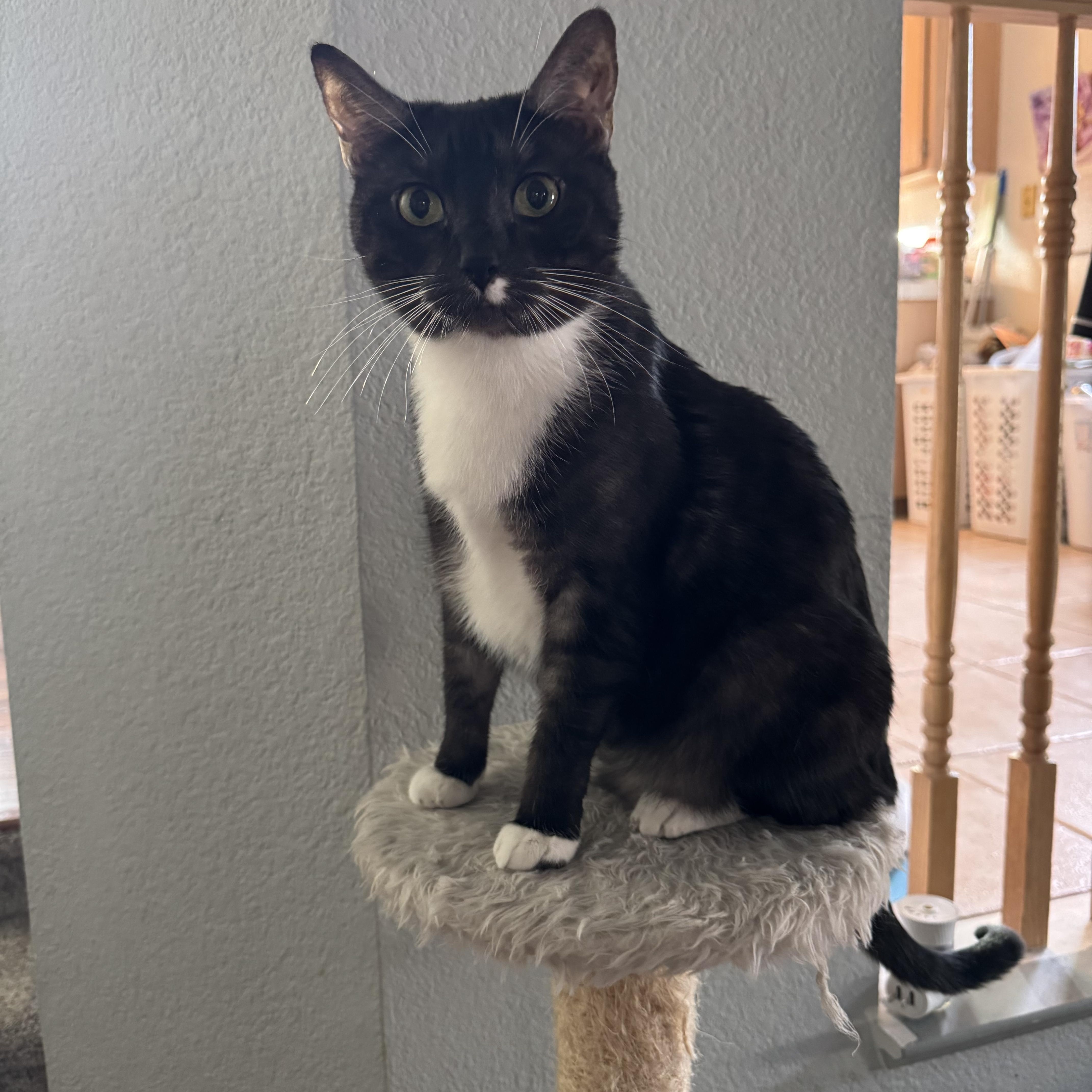 Zelda, an adoptable Domestic Short Hair in Sacramento, CA, 95829 | Photo Image 2