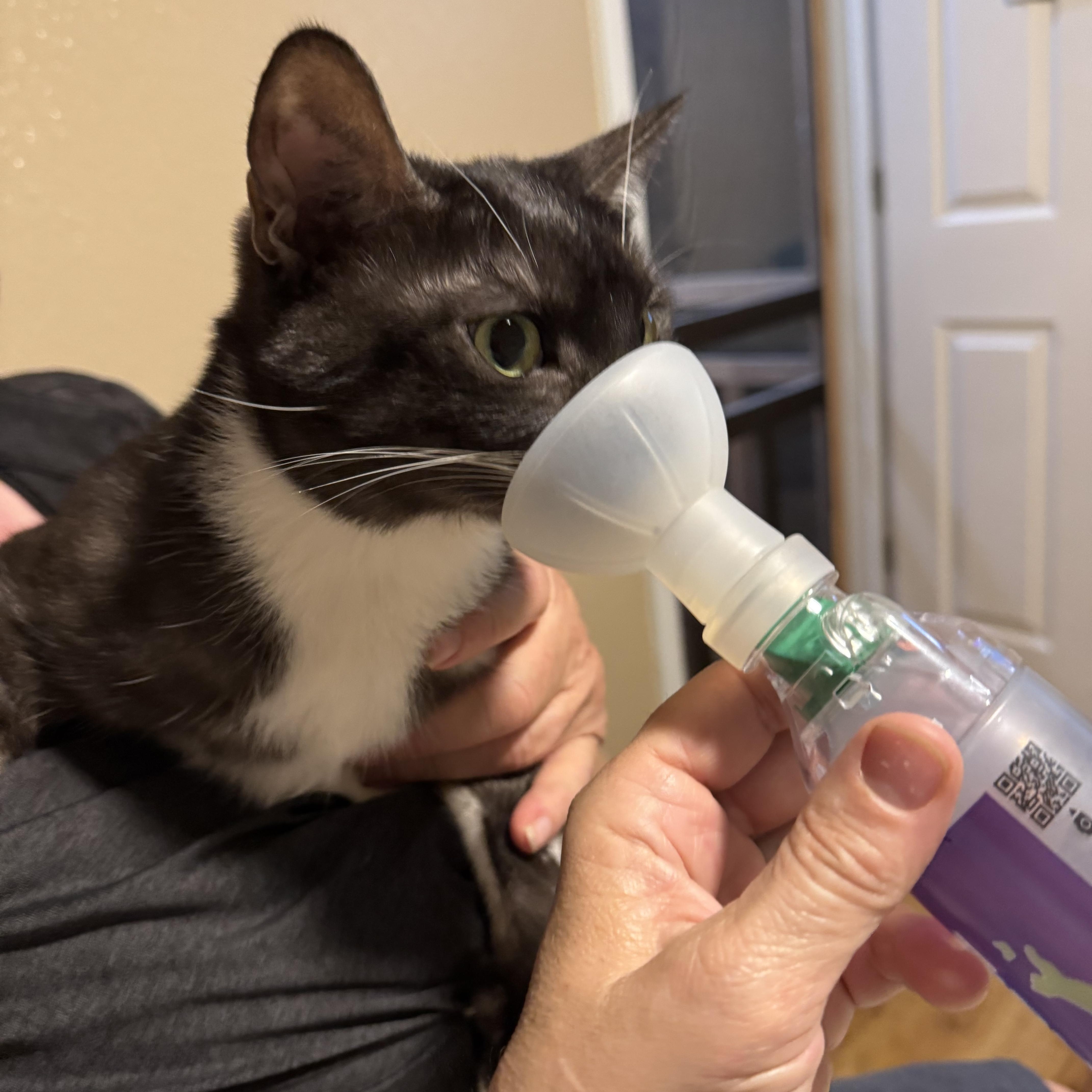 Zelda, an adoptable Domestic Short Hair in Sacramento, CA, 95829 | Photo Image 3