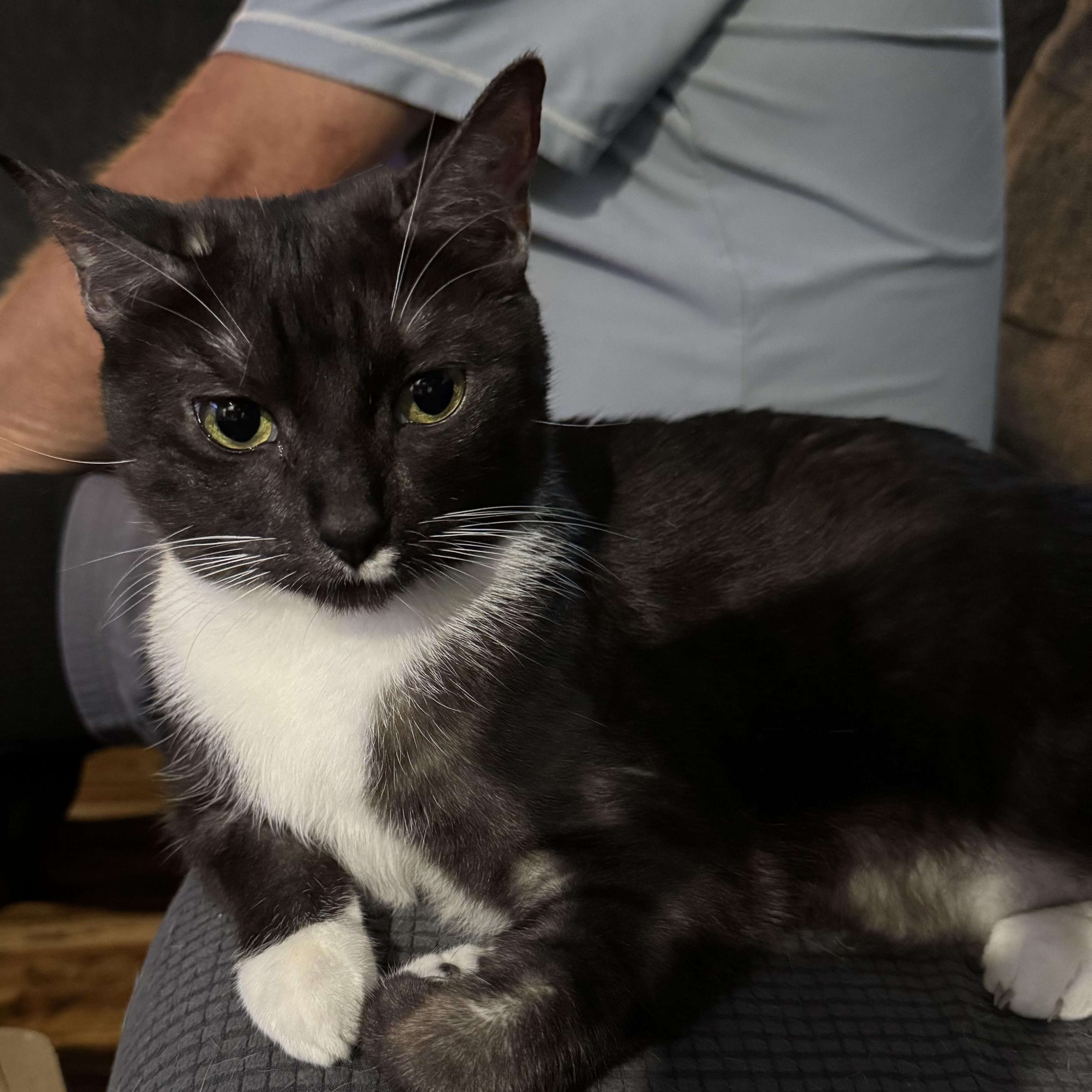 Zelda, an adoptable Domestic Short Hair in Sacramento, CA, 95829 | Photo Image 5