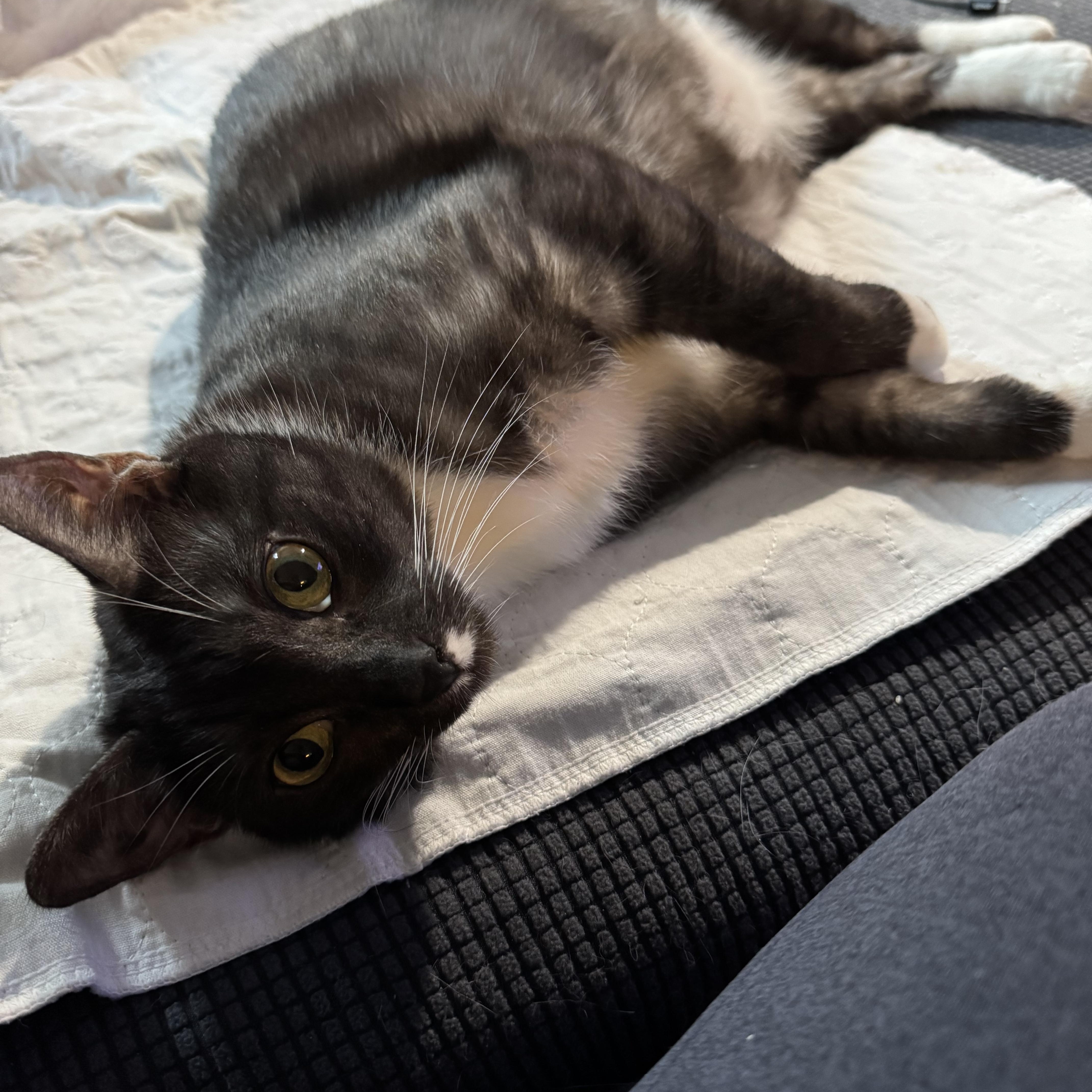 Zelda, a Adoptable Domestic Short Hair in Sacramento, CA image 4/6