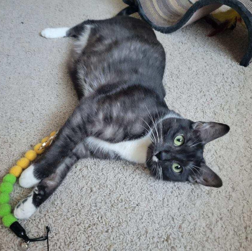 Zelda, Adoptable, Adult Female Domestic Short Hair.