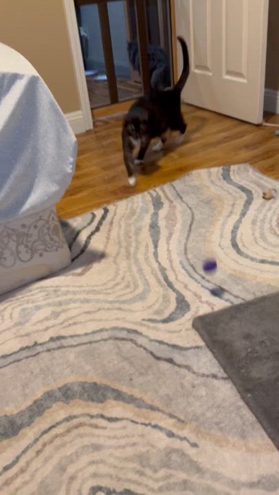 Enlarge Zelda, a Adoptable Domestic Short Hair in Sacramento, CA video 6/6