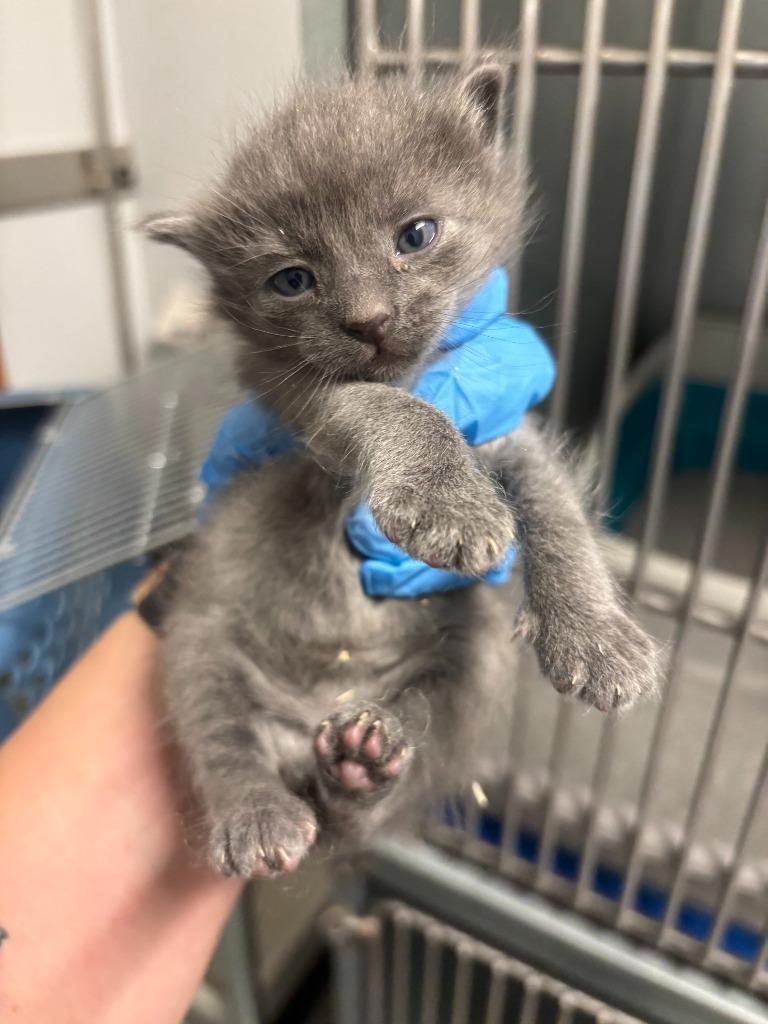 Data, Adoptable, Kitten Female Domestic Long Hair.