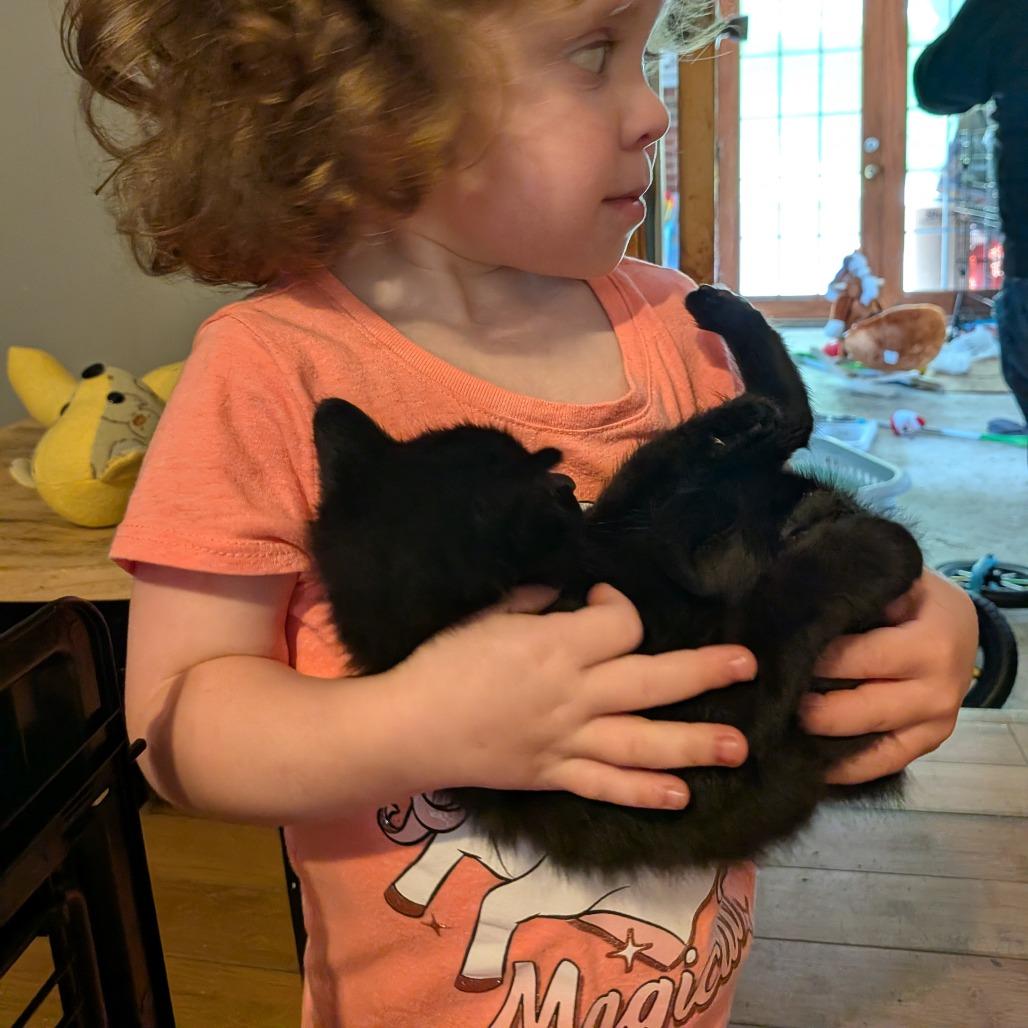 Jasmine, Adoptable, Kitten Female Domestic Long Hair.