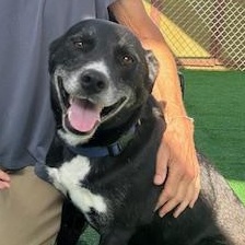 Chikies, ADOPTABLE, Adult Male Labrador Retriever & Beagle.