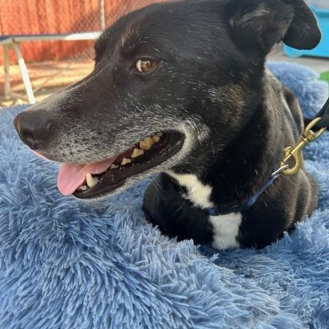 Enlarge Chikies, a ADOPTABLE mixed breed in Burbank, CA image 4/6