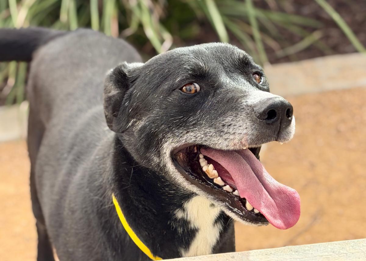 Enlarge Chikies, a ADOPTABLE mixed breed in Burbank, CA image 2/6