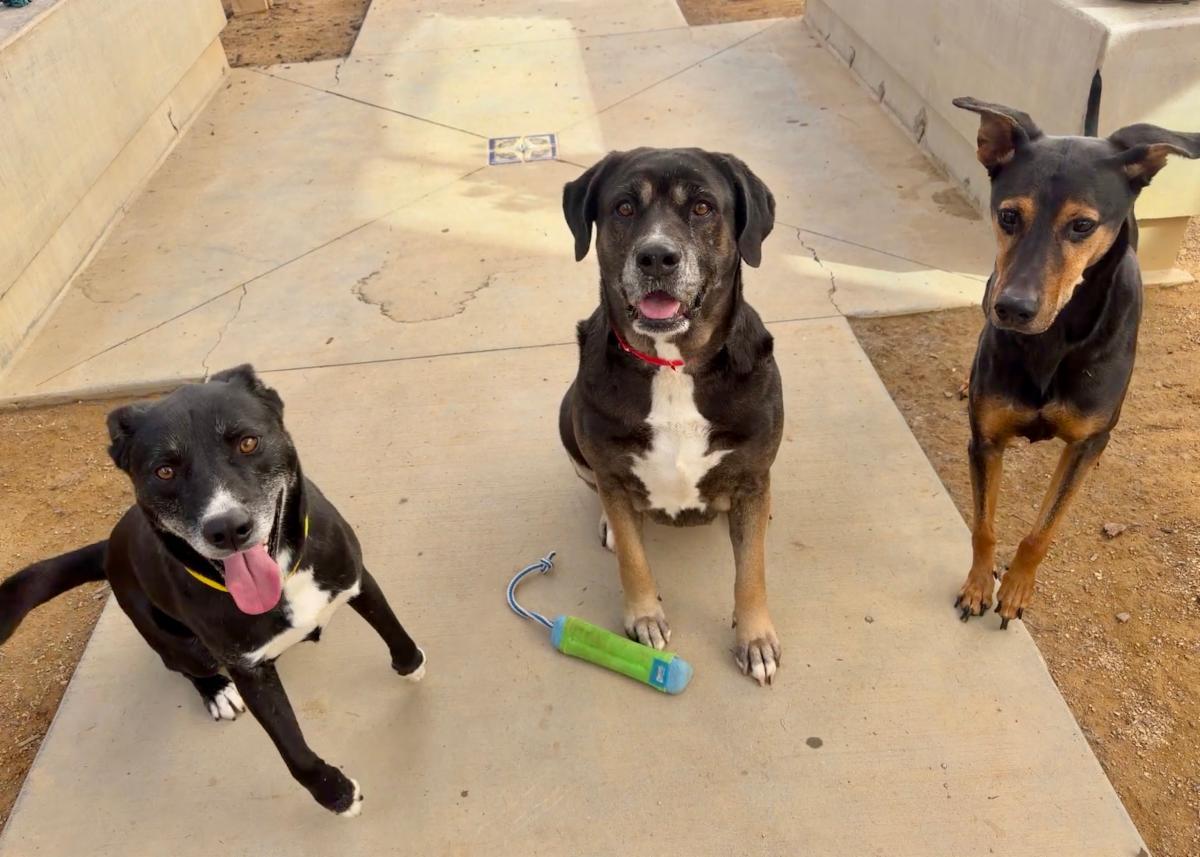 Enlarge Chikies, a ADOPTABLE mixed breed in Burbank, CA image 5/6