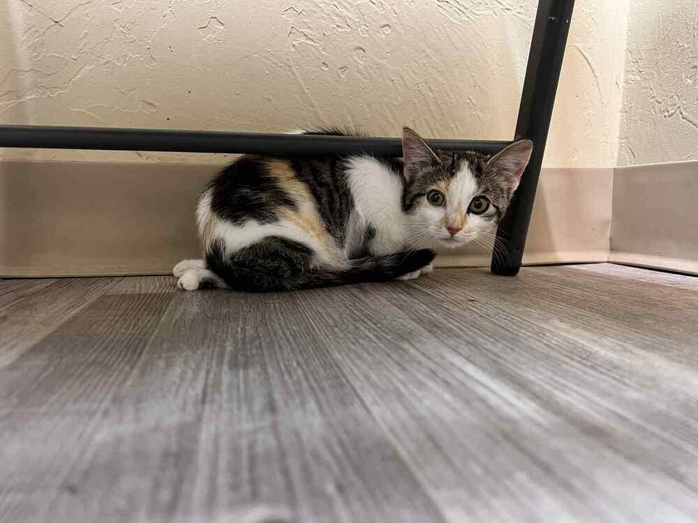 Scooter, Adoptable, Kitten Female Domestic Short Hair.