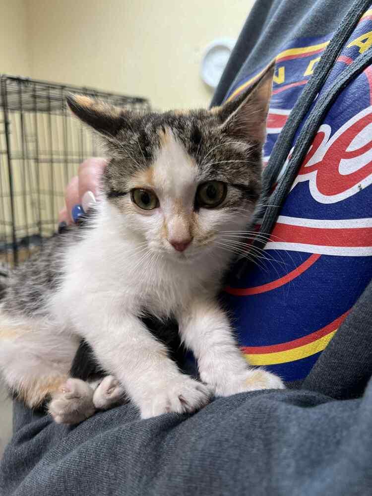 Enlarge Scooter, a Adoptable mixed breed in Cortez, CO image 2/3