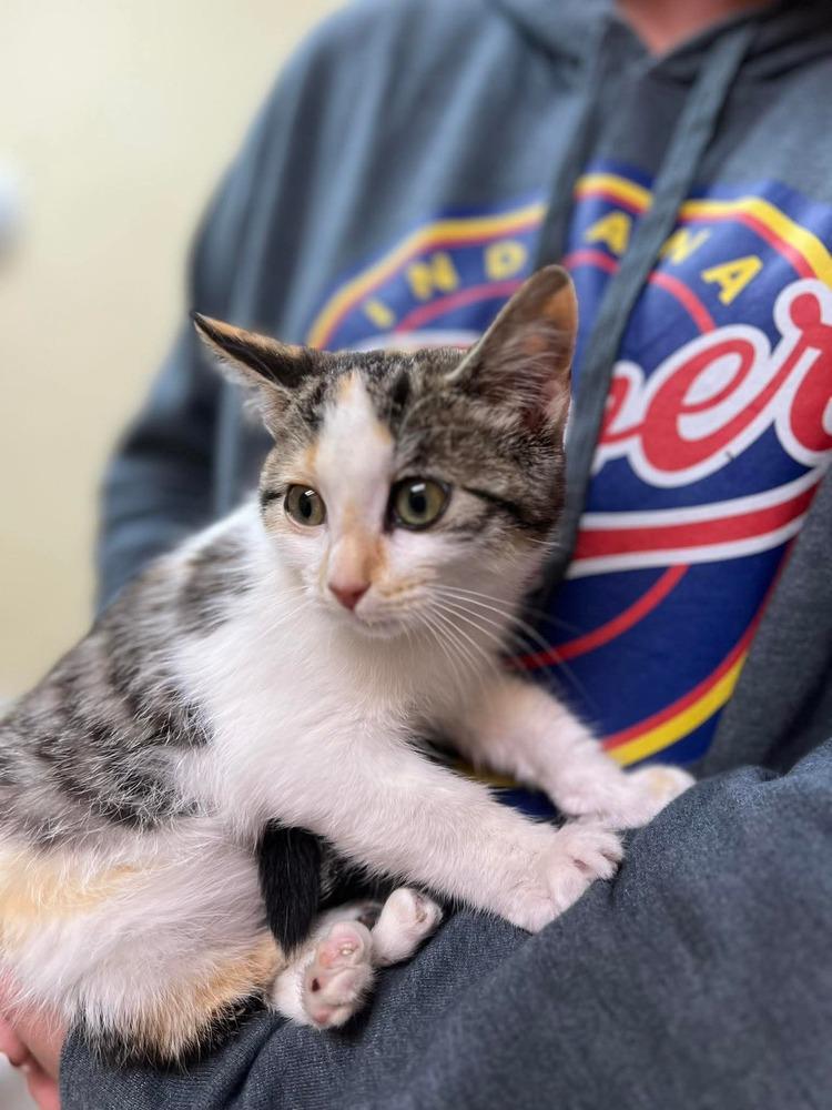 Enlarge Scooter, a Adoptable mixed breed in Cortez, CO image 3/3