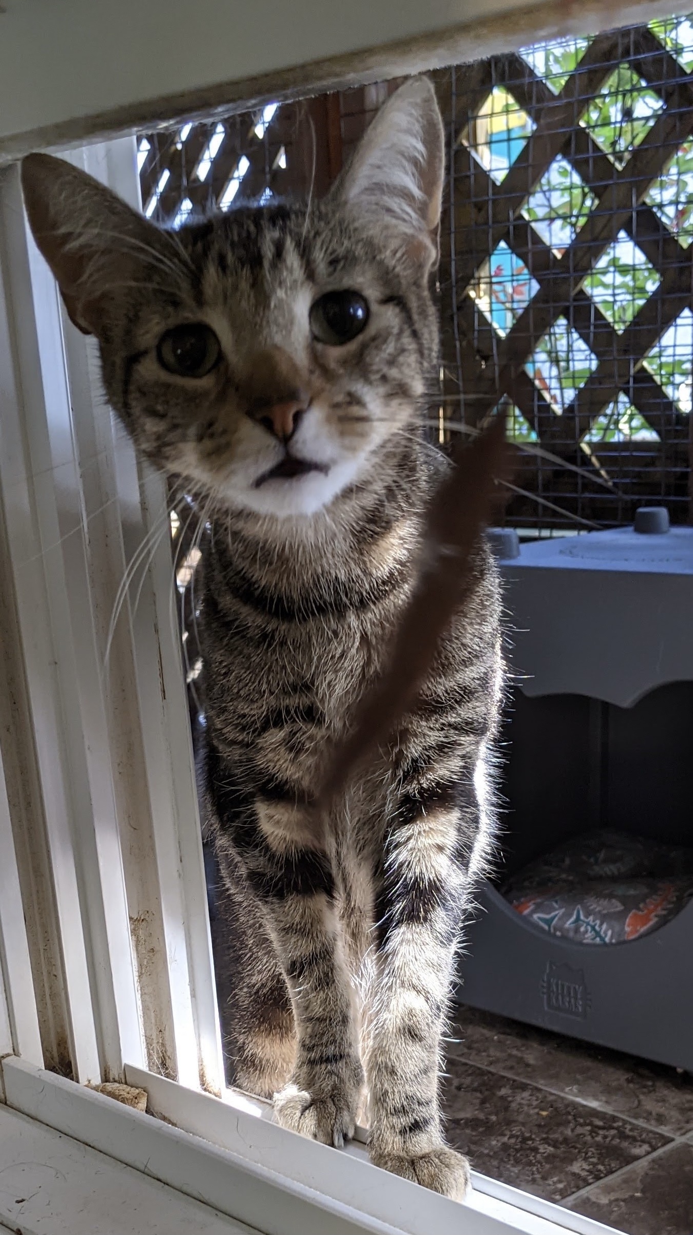 Enlarge Peppy & Ricky, a Adoptable Domestic Short Hair in Mahwah, NJ image 1/9