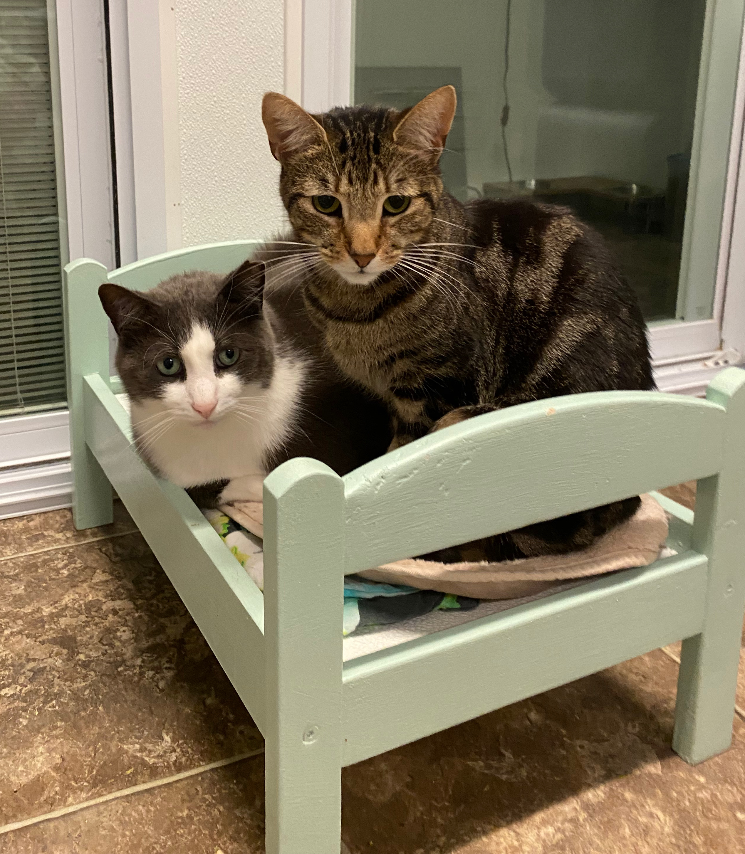 Enlarge Peppy & Ricky, a Adoptable Domestic Short Hair in Mahwah, NJ image 2/9