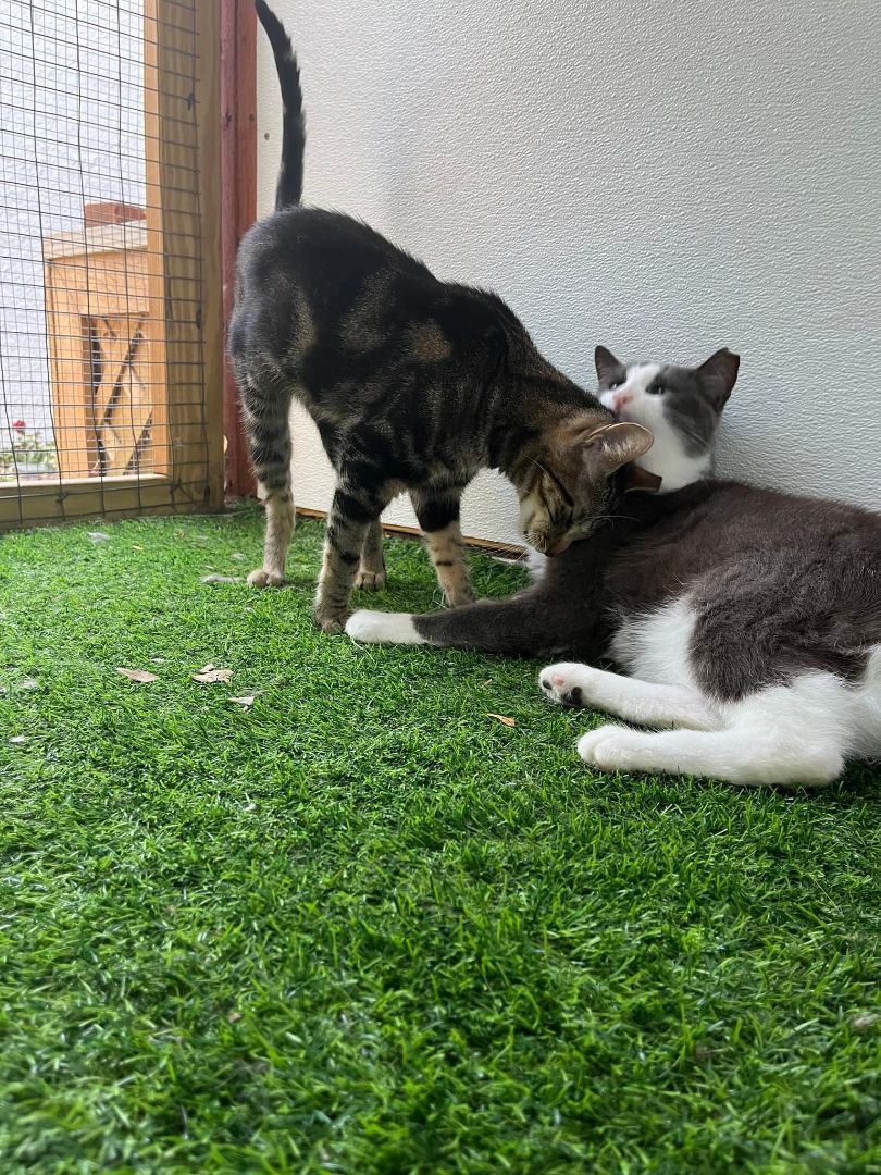 Enlarge Peppy & Ricky, a Adoptable Domestic Short Hair in Mahwah, NJ image 3/9