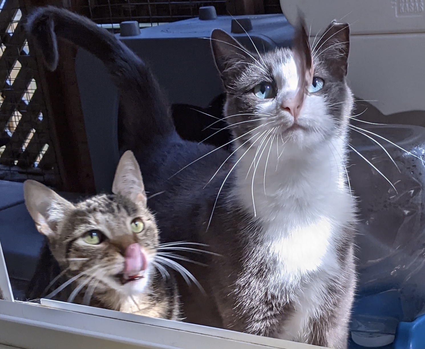 Enlarge Peppy & Ricky, a Adoptable Domestic Short Hair in Mahwah, NJ image 4/9