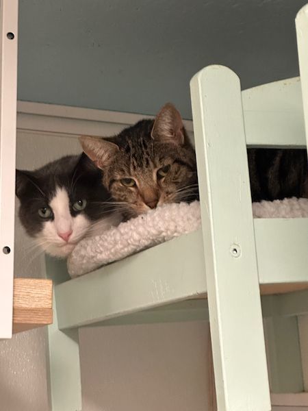 Enlarge Peppy & Ricky, a Adoptable Domestic Short Hair in Mahwah, NJ image 5/9