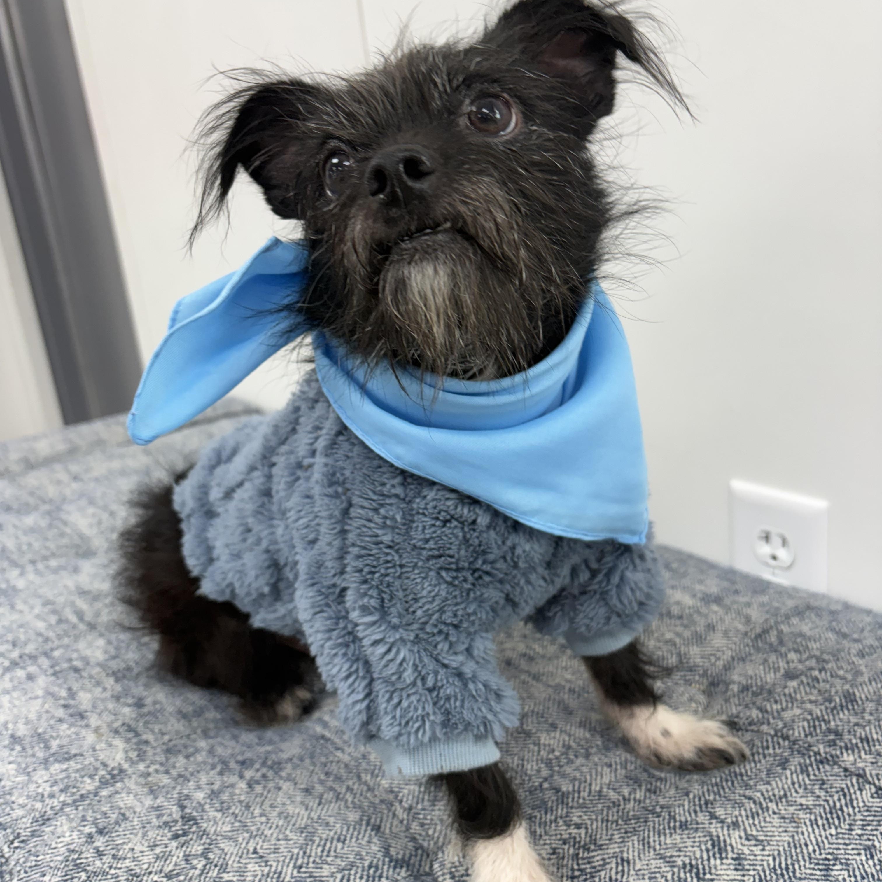 Pierre Sanders, Adoptable, Adult Male Chihuahua & Wirehaired Terrier.