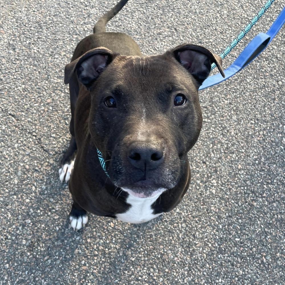Bo, Adoptable, Senior Male American Staffordshire Terrier & Mixed Breed.