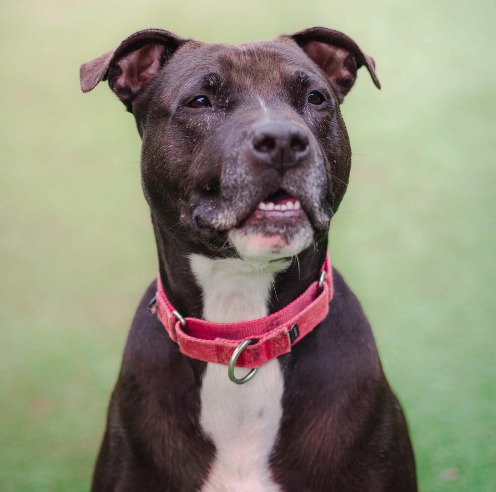 Enlarge Bo, a Adoptable mixed breed in Long Island City, NY image 1/6