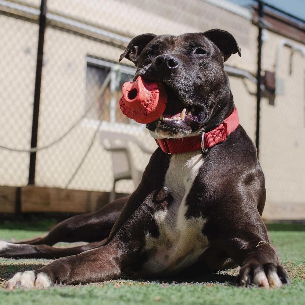 Enlarge Bo, a Adoptable mixed breed in Long Island City, NY image 2/6