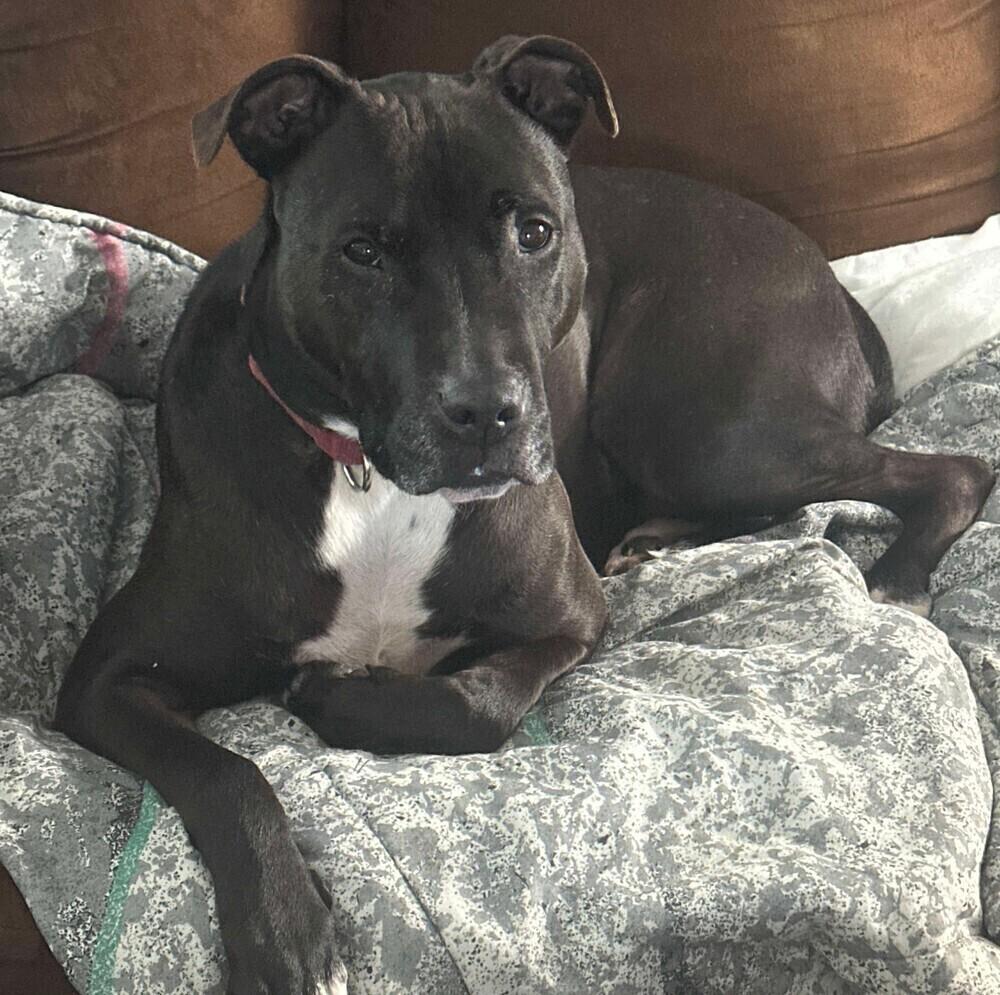 Enlarge Bo, a Adoptable mixed breed in Long Island City, NY image 2/6