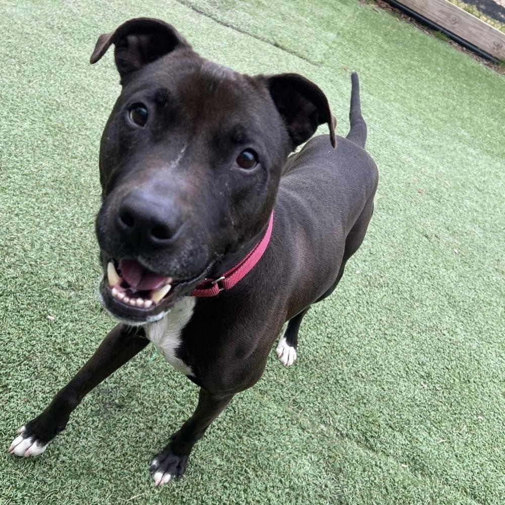 Enlarge Bo, a Adoptable mixed breed in Long Island City, NY image 3/6