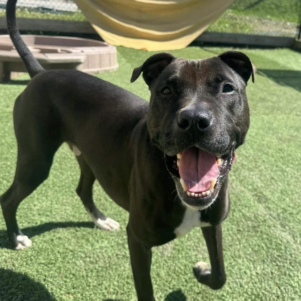 Enlarge Bo, a Adoptable mixed breed in Long Island City, NY image 4/6