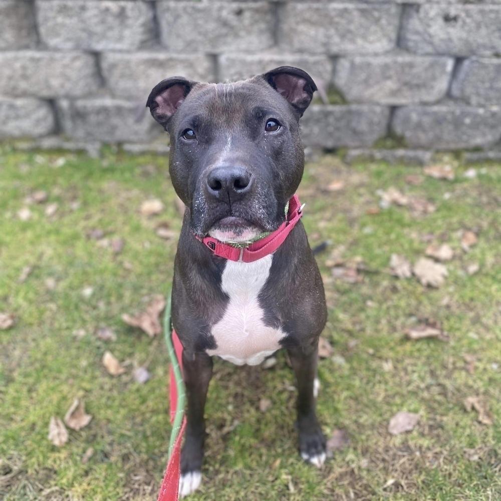Enlarge Bo, a Adoptable mixed breed in Long Island City, NY image 5/6