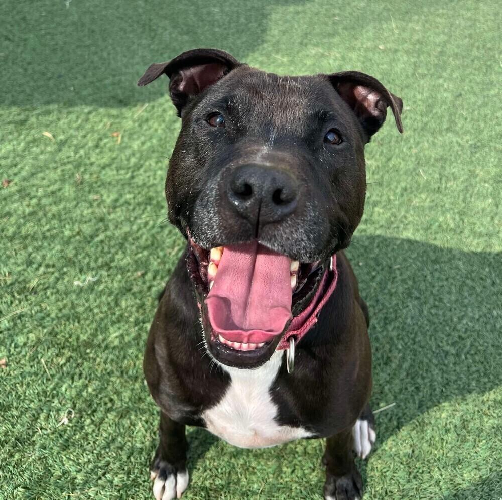 Enlarge Bo, a Adoptable mixed breed in Long Island City, NY image 6/6