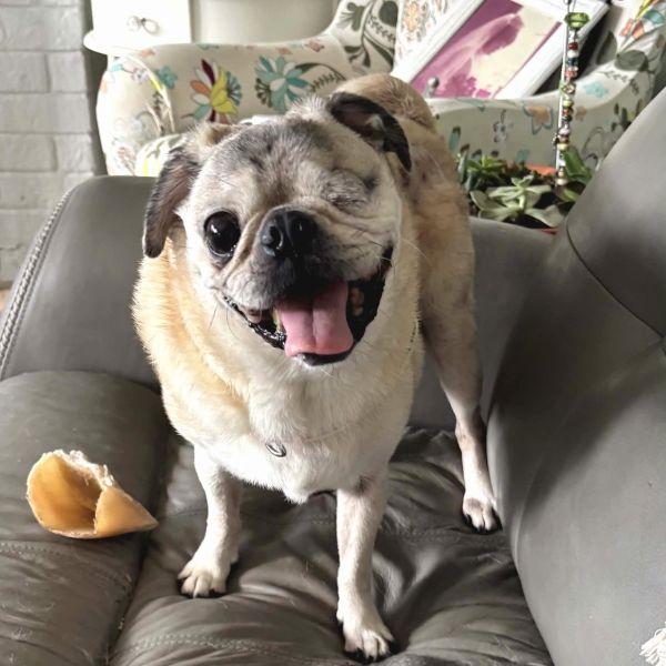 Drogo, adoptable, Senior Male Pug.