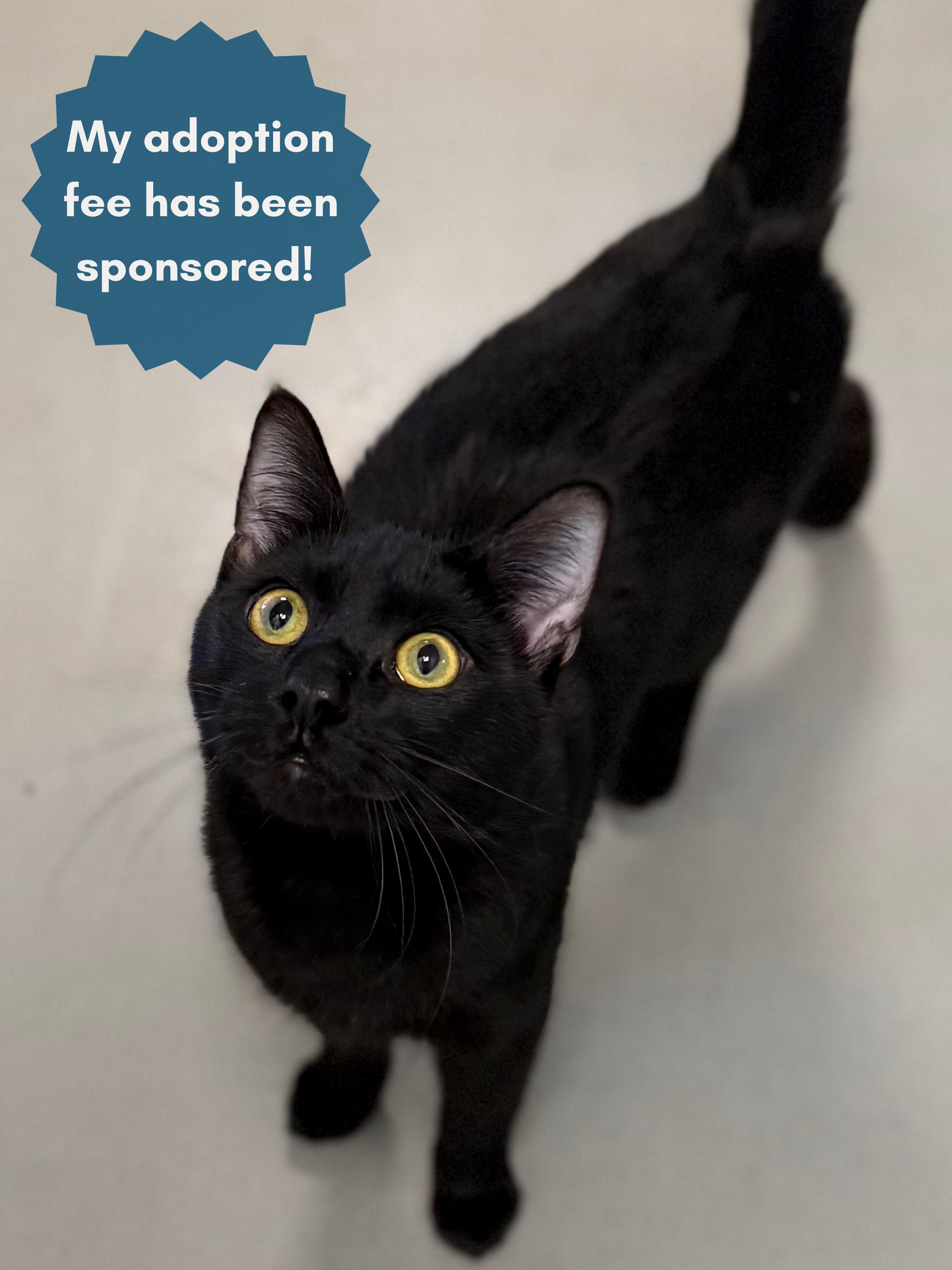 Enlarge Rocket, an adoptable Domestic Short Hair in Eagle, CO image 1/6