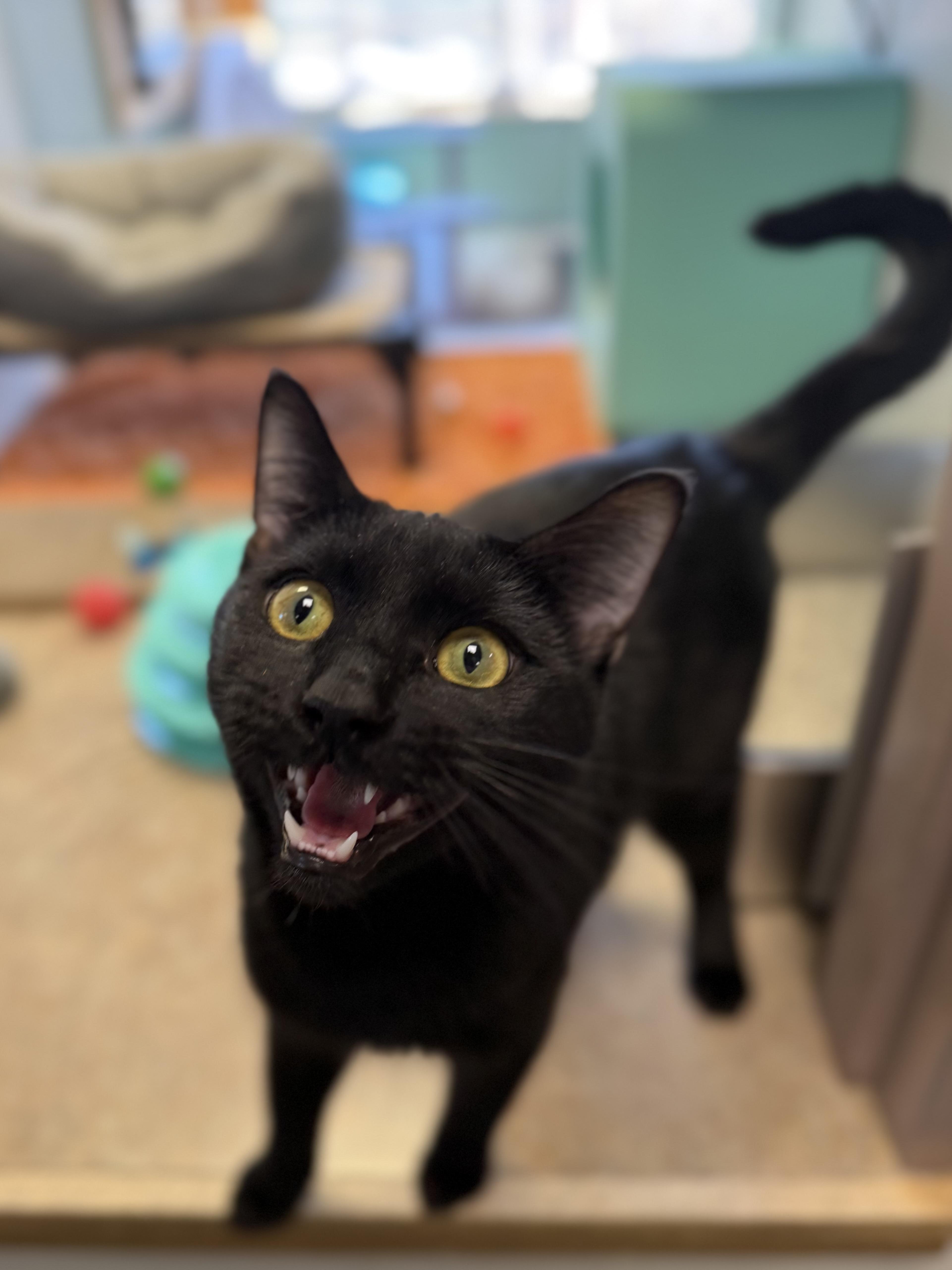 Enlarge Rocket, an adoptable Domestic Short Hair in Eagle, CO image 5/6