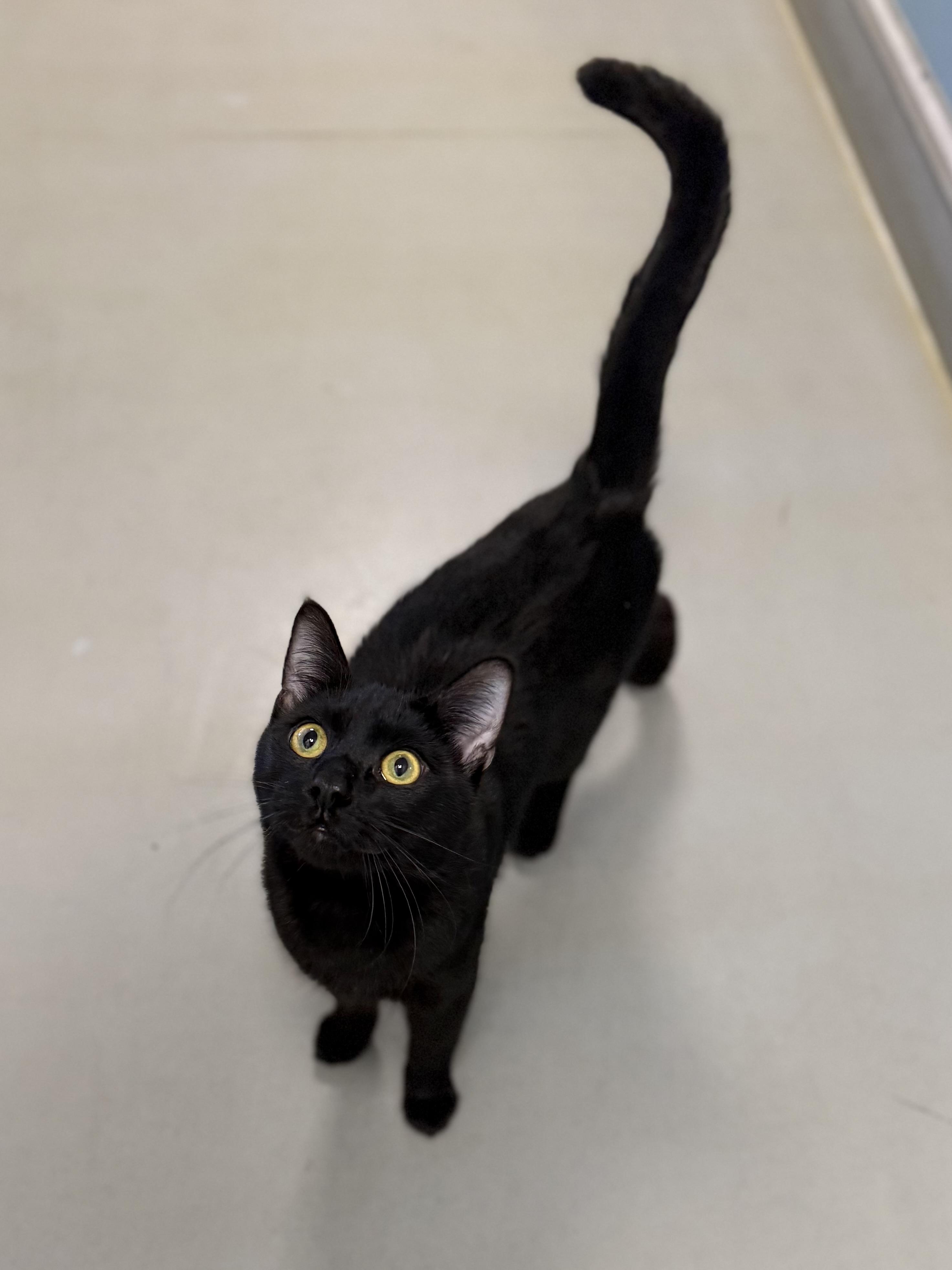 Enlarge Rocket, an adoptable Domestic Short Hair in Eagle, CO image 4/6