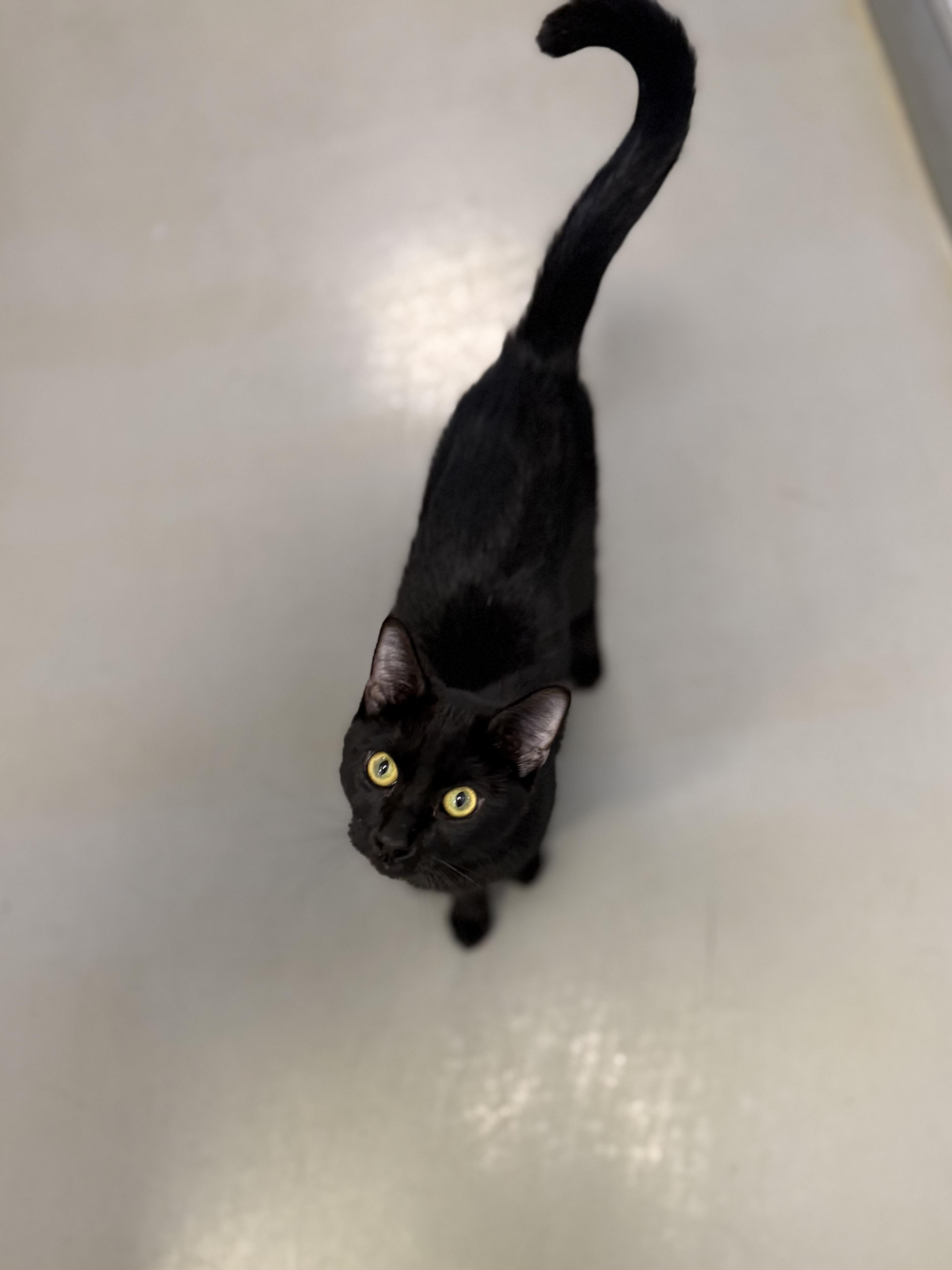 Enlarge Rocket, an adoptable Domestic Short Hair in Eagle, CO image 3/6