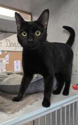 Enlarge Rocket, an adoptable Domestic Short Hair in Eagle, CO image 6/6