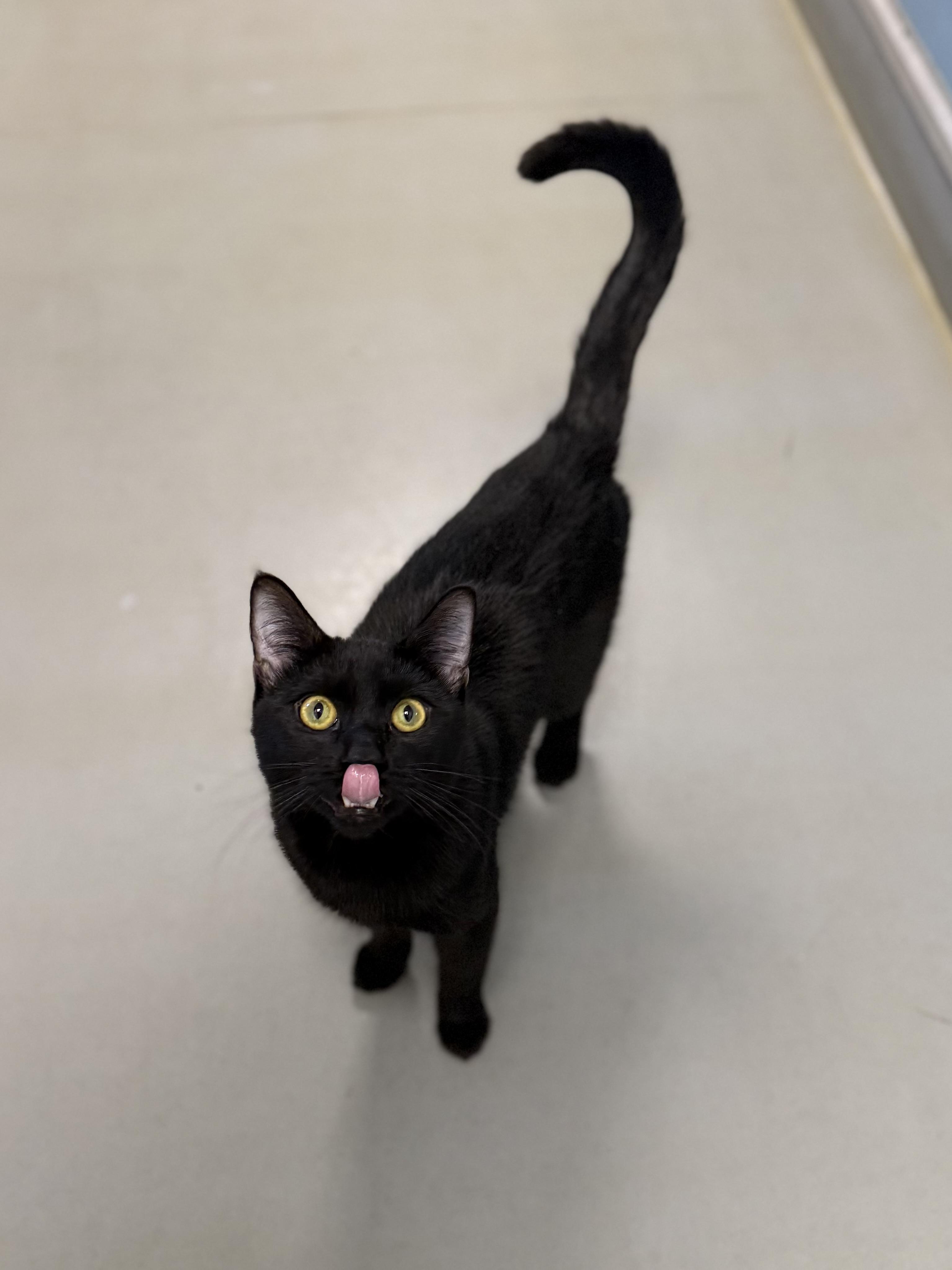 Enlarge Rocket, an adoptable Domestic Short Hair in Eagle, CO image 2/6