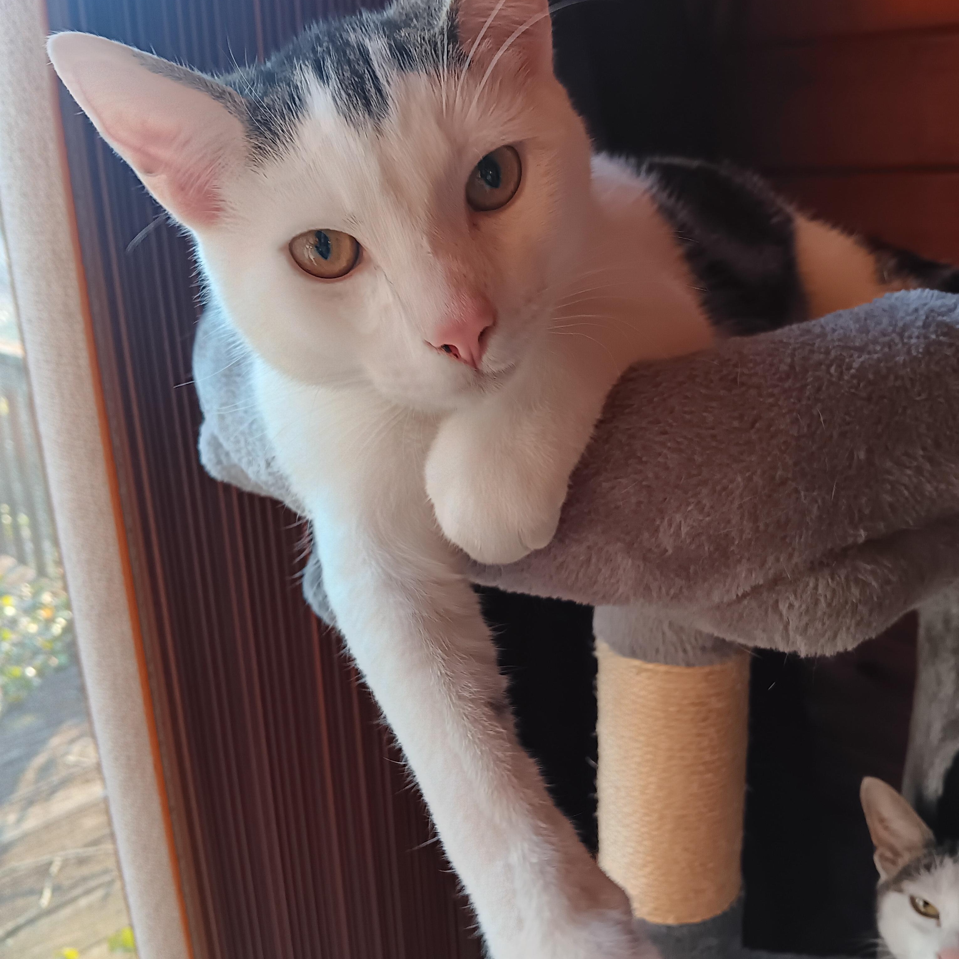 Michael, Adoptable, Kitten Male Domestic Short Hair.