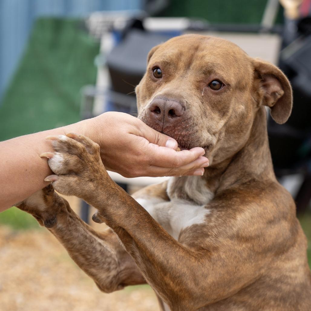 Melanie, Adoptable, Adult Female Pit Bull Terrier.