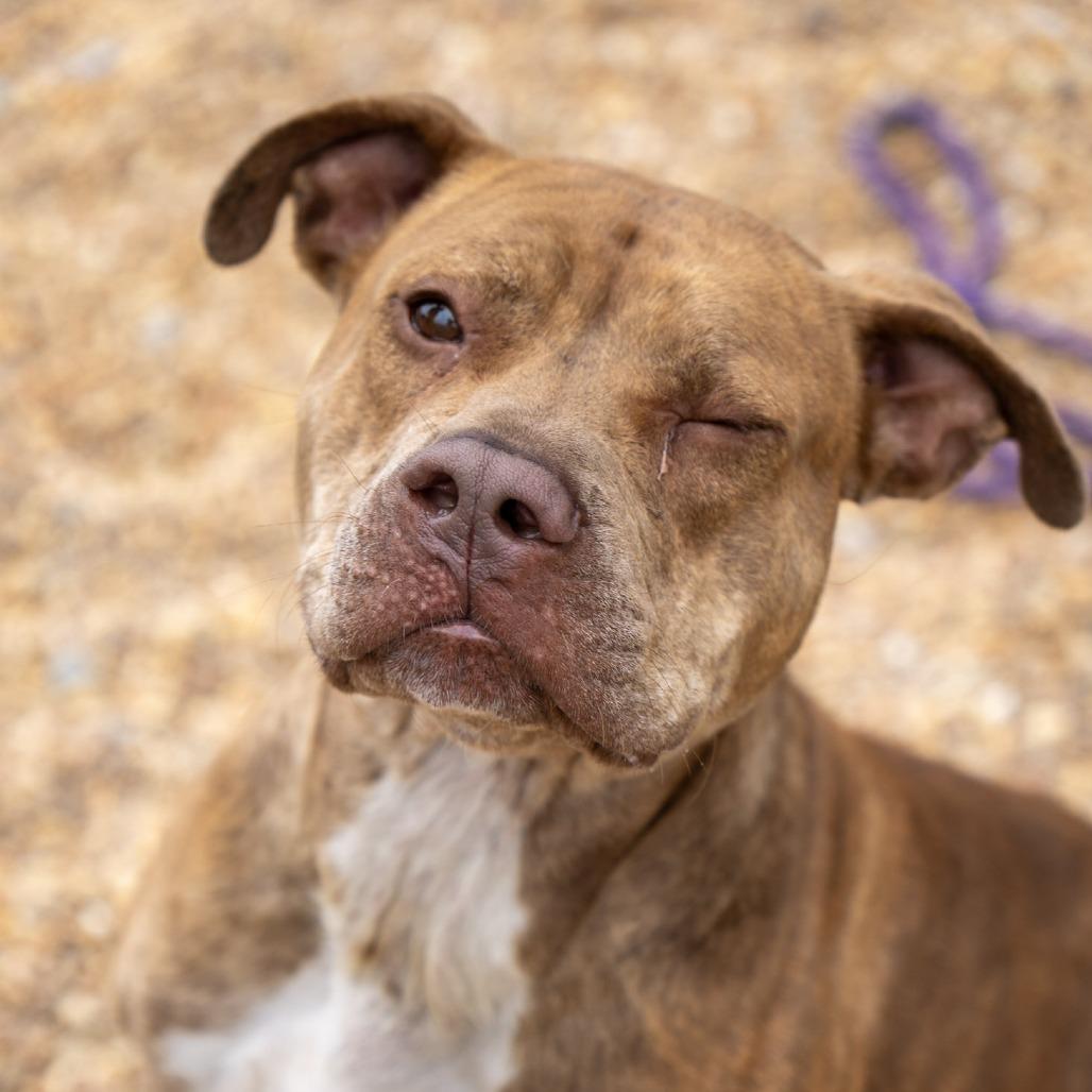 Melanie, a Adoptable Pit Bull Terrier in Elizabeth City, NC image 2/6