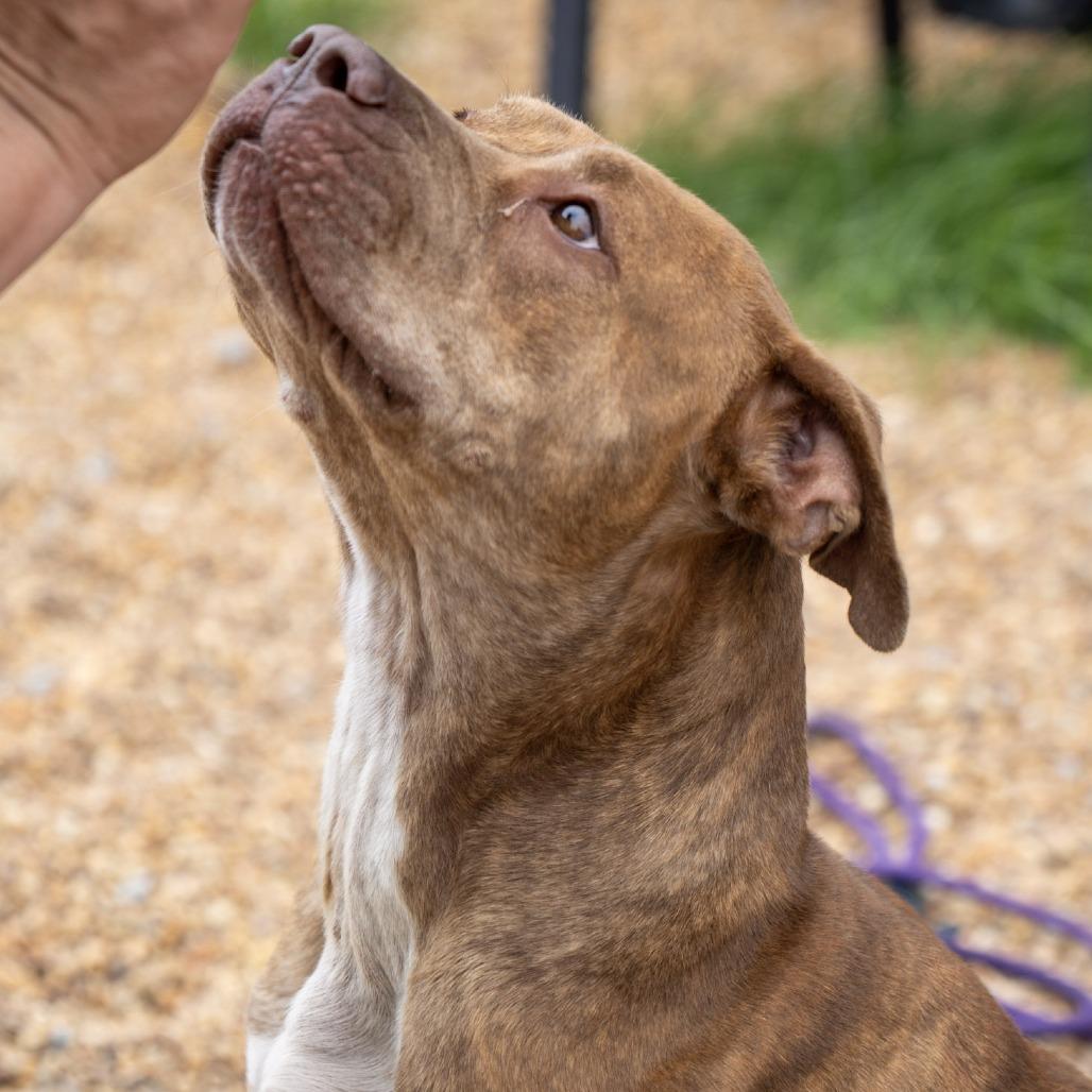 Melanie, a Adoptable Pit Bull Terrier in Elizabeth City, NC image 3/6