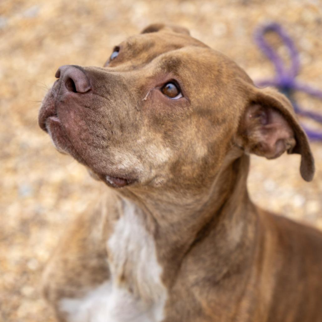Melanie, a Adoptable Pit Bull Terrier in Elizabeth City, NC image 4/6