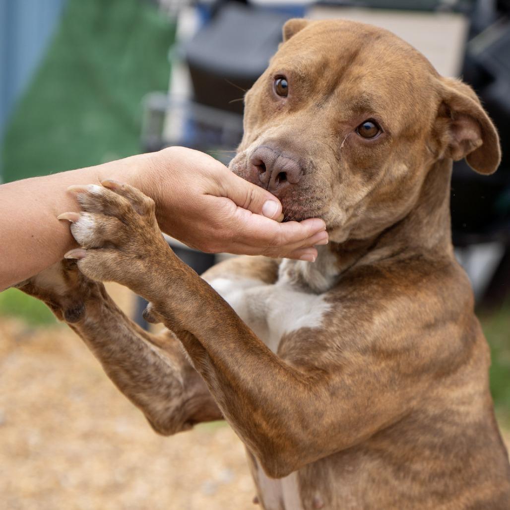 Melanie, a Adoptable Pit Bull Terrier in Elizabeth City, NC image 5/6