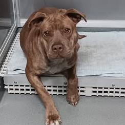 Melanie, a Adoptable Pit Bull Terrier in Elizabeth City, NC image 6/6