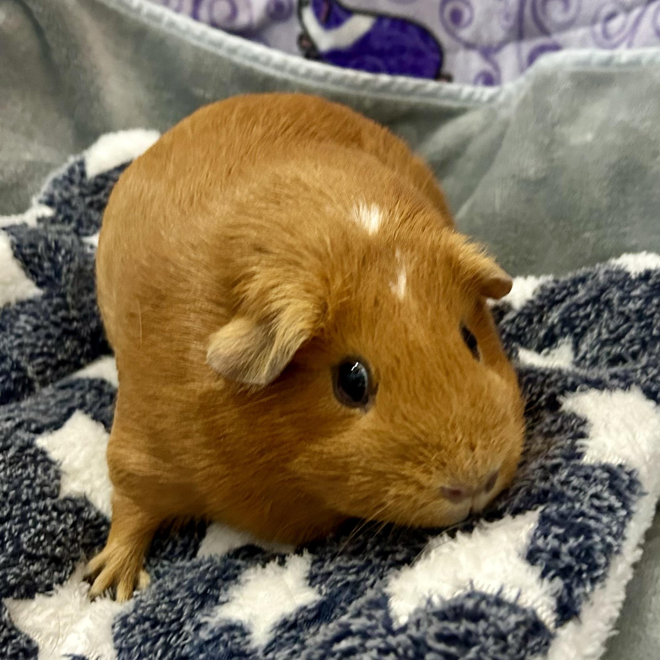 Lily, adopted, Adult Female American.