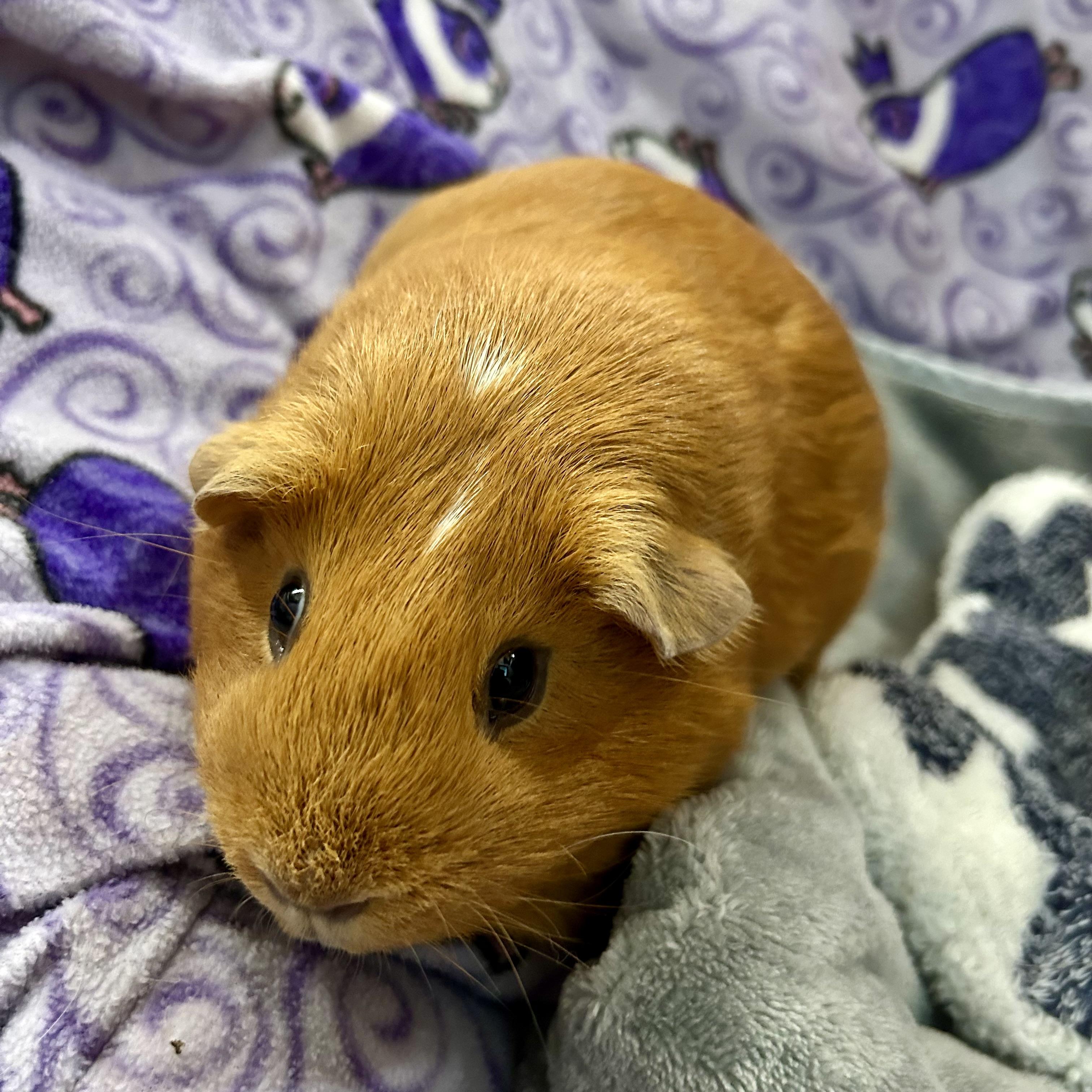 Lily, an adopted American in North salem, NY image 3/3