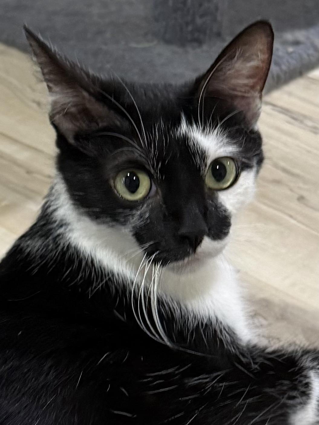Enlarge Shamu, a Adoptable Domestic Short Hair in Indianapolis, IN image 1/5