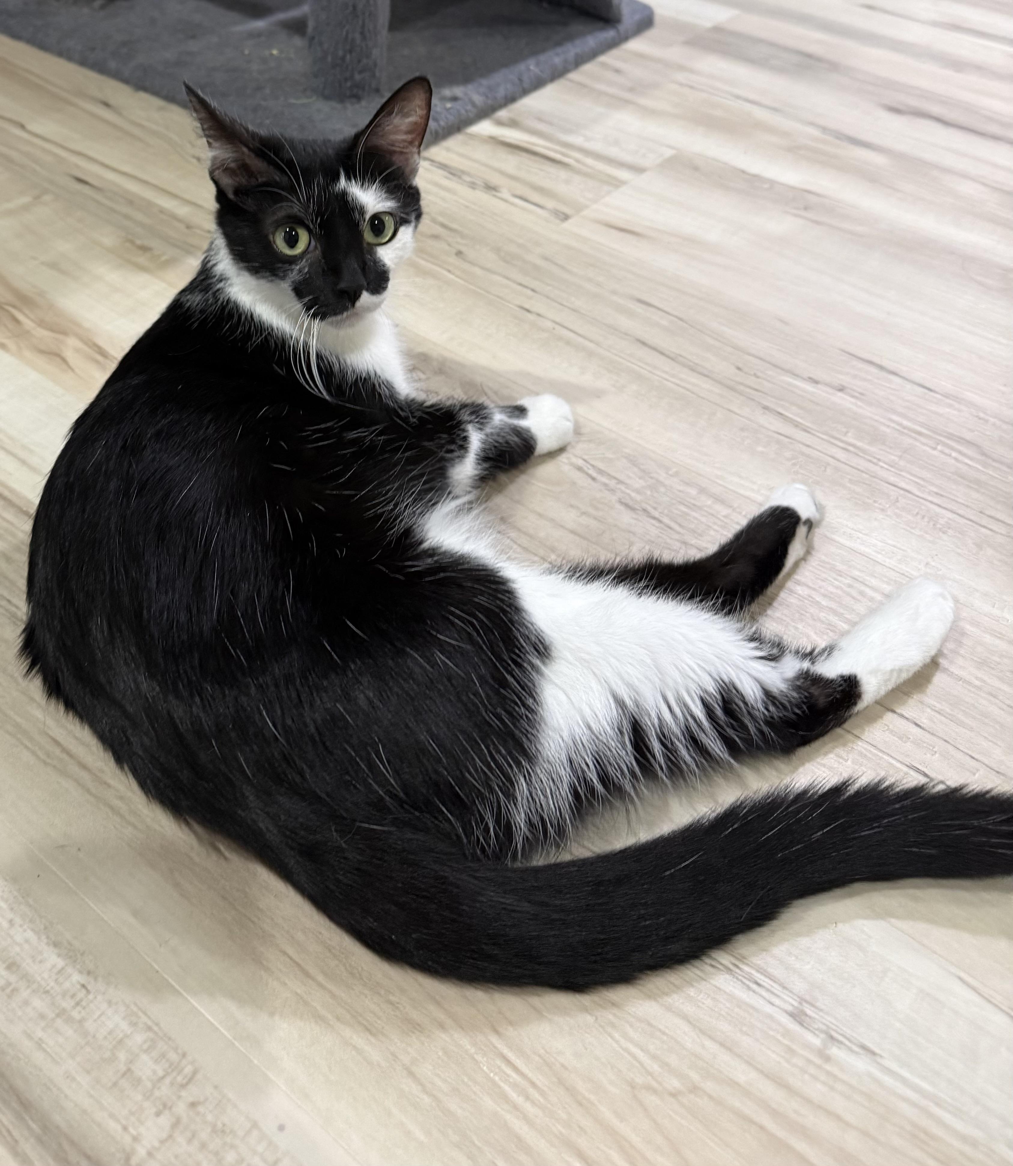 Enlarge Shamu, a Adoptable Domestic Short Hair in Indianapolis, IN image 3/5