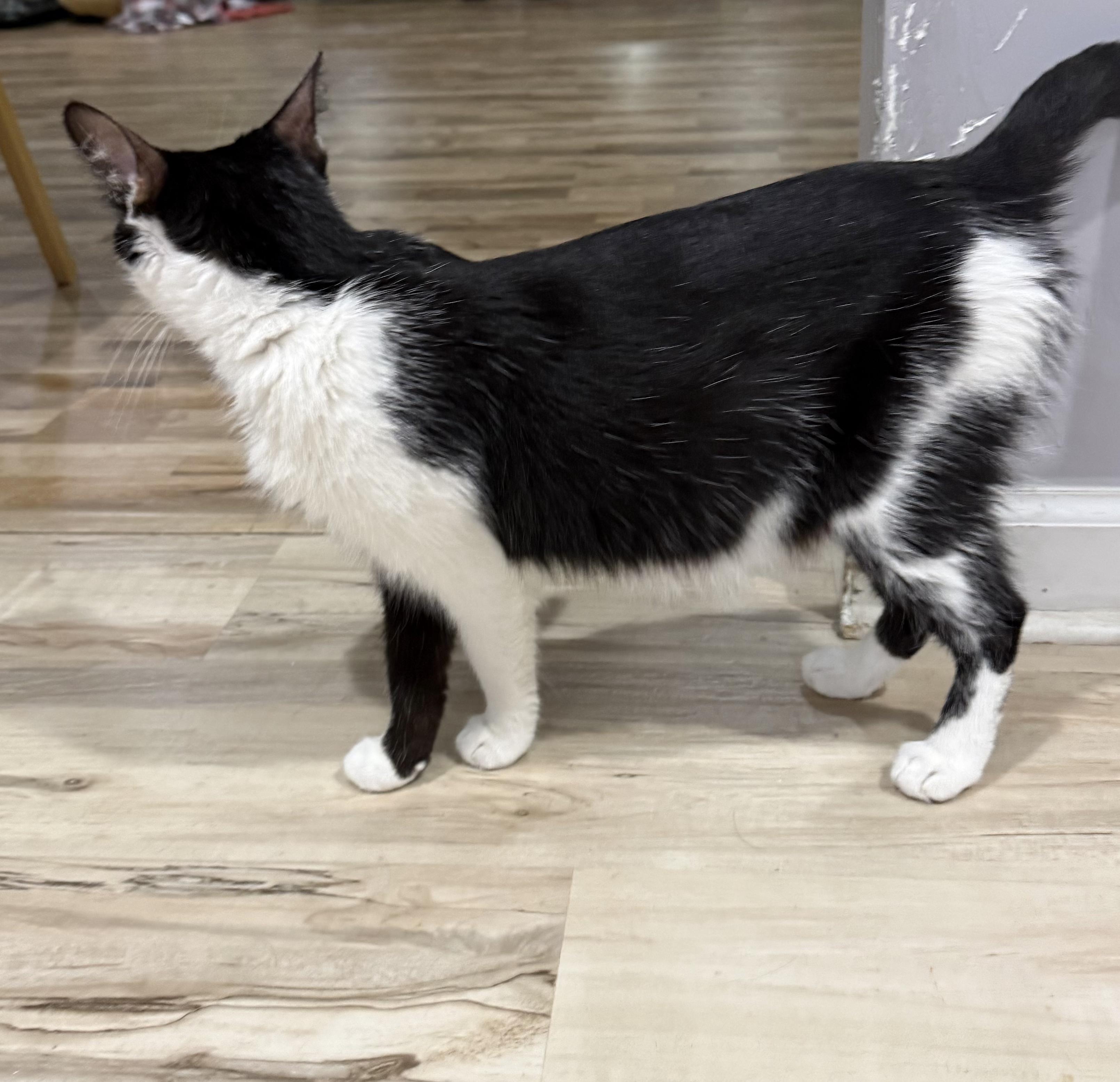 Enlarge Shamu, a Adoptable Domestic Short Hair in Indianapolis, IN image 5/5
