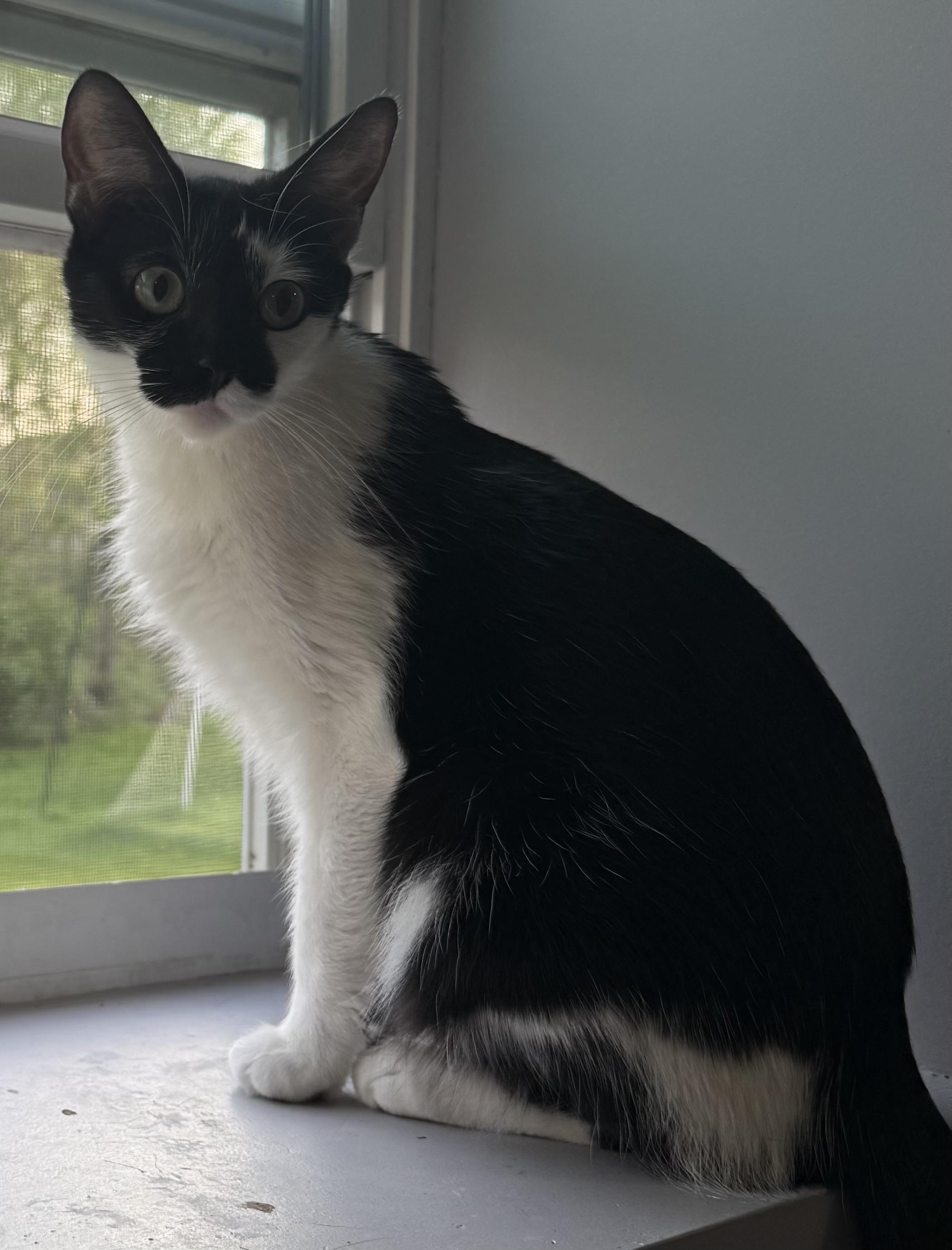 Enlarge Shamu, a Adoptable Domestic Short Hair in Indianapolis, IN image 2/5